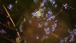 jim corbett national park latest video waterfall jungle drive 
