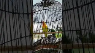 lovebird betina full durasi