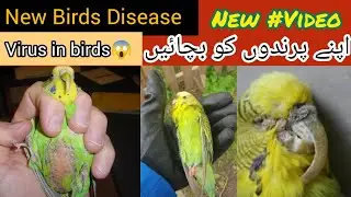 Birds New Disease Alert|Birds Main naya virus agya|Name? , Type?|Must watch.