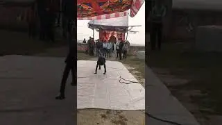 Back filb performance