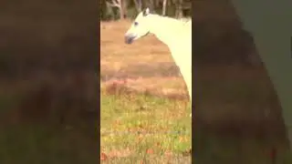 Both horses are here. #horse #grassland #farmers #animals