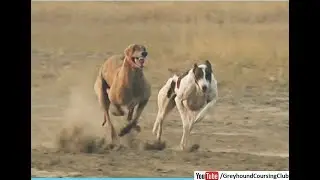 shikari kutton ki race | greyhound dog racing | race in Pakistan