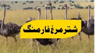Ostrich farming in Pakistan (Shutar Murgh)