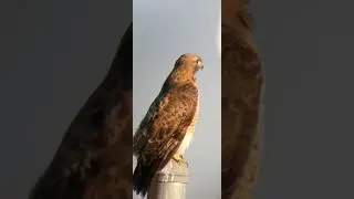 red-tailed hawk Mather airport