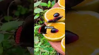 Butterflies Taste with Their Feet?! The Fascinating Truth Revealed 🦋👣