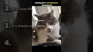 Ranking Best cat moments on internet  #catvideos #shorts