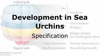 Specification during Sea Urchin Development