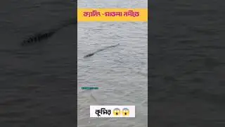 Crocodiles spotted in Canning Matla River 😱😱 #sundorbon #Crocodile #canning #shorts #shortvideo