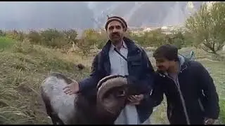 Markhor and Goat crossed breeds in Pakistan - Gilgit Baltistan