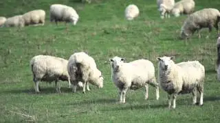 Focus Genetics - Proven in the Paddock (Two)