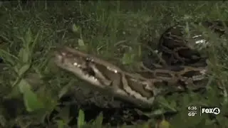 Invasive pythons hold key ingredient for COVID-19 vaccine
