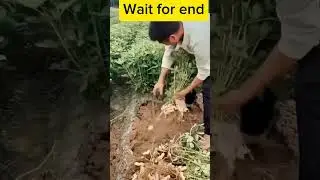 Amazing Chinese Gadget | How much Advance in Agriculture