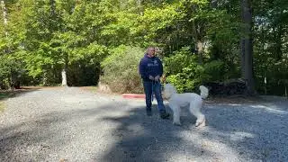 Standard Poodle Puppy Training Winston Salem NC | Toulouse