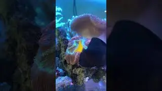 #aquarium #reeflife #reef #fun #aquascape #r&eacute;cifal #reeftank #fish #aquariophilie #pets
