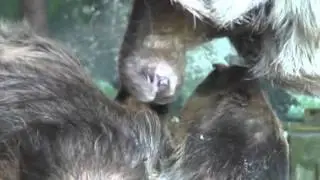 Zv&iacute;ře roku 2011 - lenochod dvouprst&yacute; (Boby)