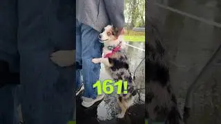 161 dogs and cats were spayed or neutered in one day for free!