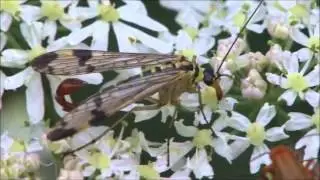 Male scorpionfly