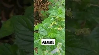 TANAMAN JELATANG AYAM ‼️ Laportea interrupta #jelatang #daungatal Laportea interrupta