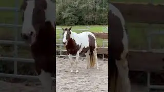 How to teach a horse to yawn 🥱