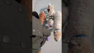 POV: You enjoy walking with a pack of dogs and everyone gives you space! #dogtraining