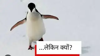  World Famous Penguin #trending #viral #penguin #viralreels #wildlife #bts #lovestory #todaynews 