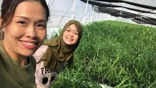 #drinkcaroma Candid Shot at Caroma Ginger Farm. Great Memory Farm Visit at Gelugor Pulau Pinang 2020
