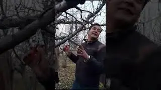 jittu chauhan orchardist  in over Village teel us about pruning of apple trees