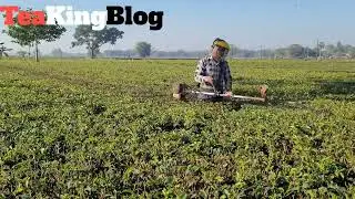 Tea garden brush cutter machine || brush cutter machine 2 stock 