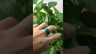 The Apo Mood Ring - Apo Fashion
