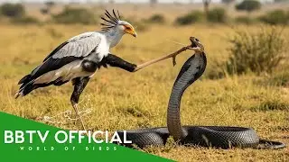 Snake Hunter&rsquo;s Revenge: The Secretary Bird | Animals Documentary | BBTV Official