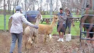 More animals removed from Jim Mack's Ice Cream Shop