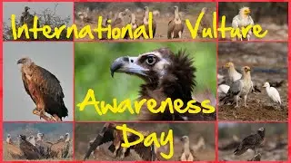 International Vulture Awareness Day ll Vulture ll गिद्ध ll Wildlife Photography ll 2020