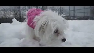 Sarah  - City of Hamilton Animal Control