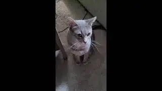 LuciFur - Living up to his name. #cat #funny #animal #strangebehavior #catbite #loveofcats #danger