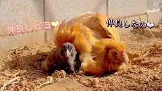 ヒヨコ　誕生65日目 - 仲良し親子の砂浴び