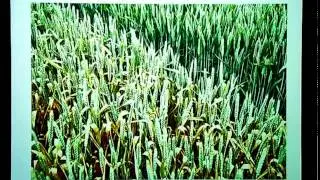 RICHARD SUMMERS. Breeding wheat for sustainable intensification.