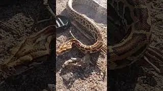 Burmese python handling tips and tricks