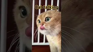 cute Cat talking #cat sound #pretty cat