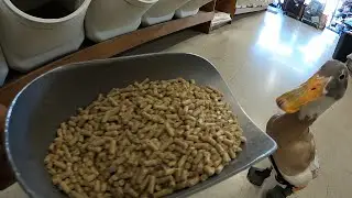 Duck Food Shopping!