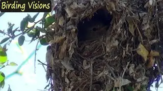 Northern Beardless Tyrannulet singing at nest | Patagonia Lake State Park Arizona