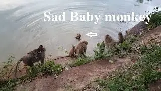 Sad mom try hug baby Malo got bite in Carbzilla  Group , Pity hurt run fast run in water very fast |