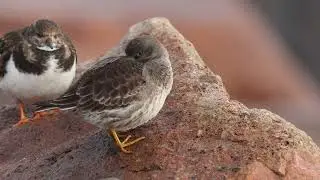 Purple Sandpiper, Ness Point, Suffolk, 18/1/26