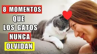 8 momentos que tu gato nunca olvidará