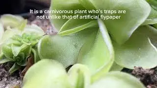 Pinguicula emarginata x mornanensis