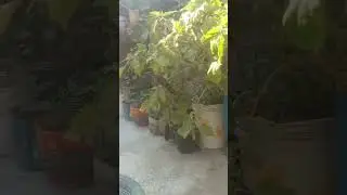 gardening lovers ke liye#gardeingtips #plants #greenlove #kitchengardening #harvesting #villagelife
