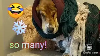How many scarves can a Basset hound wear?