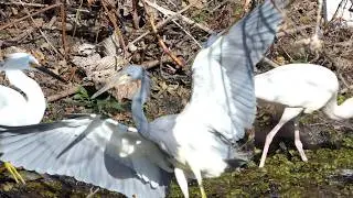 Tricolored Heron doesn't get along with other birds at the pond