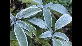 Growing Perennial Herbs, Cold Tolerant Herbs