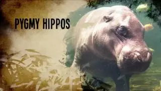 Reid Park Zoo V3 HD 720p