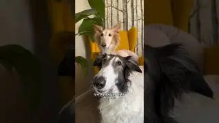 а вам снуты? часть 1 #собака #silkenwindhound #борзая #озвучка #dogsofyoutube #снут #шорты